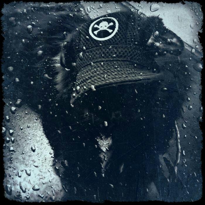 SaveBitters's tweet image. Missy my fuzzy ball of awesome sauce.
Help me hell others so they don't have to go through what I did donate today
Week.gofundme.com/savebitters