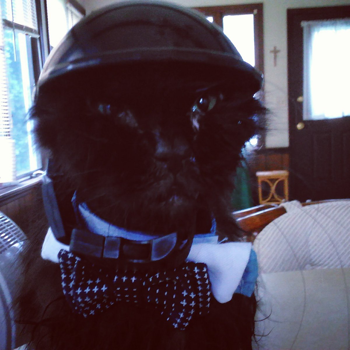 SaveBitters's tweet image. Donate and help other who can't afford medical care for fur family members. We are 100% non profit.
gofundme.com/savebitters