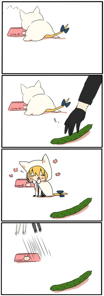 にゃんばちゃんとキュウリ 