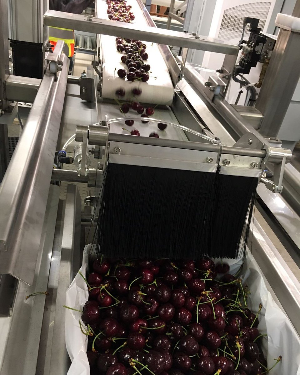 Cherries in Kelowna. Special "soft" belt and brushes. The Beautiful end product falling gently into the box.  #cherries #bc #canada #kelowna