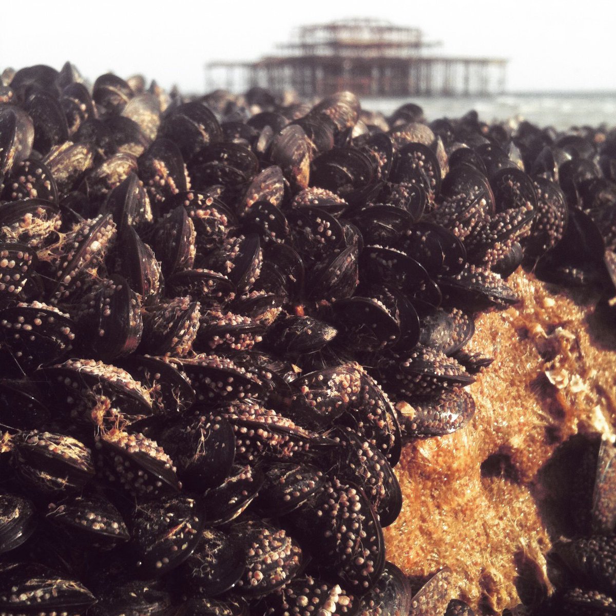Shenan_Adven's tweet photo. #pictureengland @wwf_uk #westpierbrighton how close the sea life comes into contact with city life in Brighton and Hove. https://t.co/YURARqxuhR