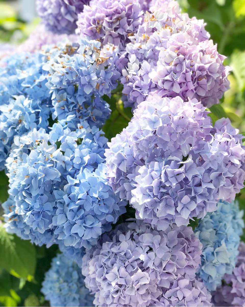 Gorgeous hydrangeas from yesterday's event in Southampton! Now off to Florida #workworkwork