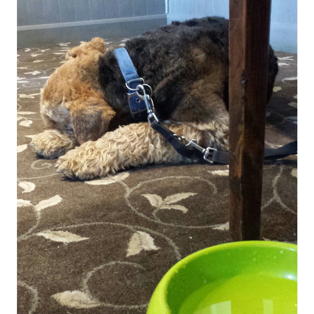AiredaleOscar's tweet image. We've stopped at a pub. They've had food &amp;amp; drinks whilst I just got a bowl of water 😢😢😢
#airedale #dogsoftwitter #bonetired