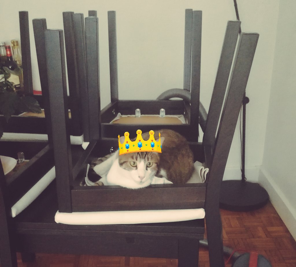 BengalDu's tweet photo. Chairs are amazing, verrry confortable... But humans don't know the best way to use it... #StupidHumans #CatsOfTwitter https://t.co/OxdofDuuuK
