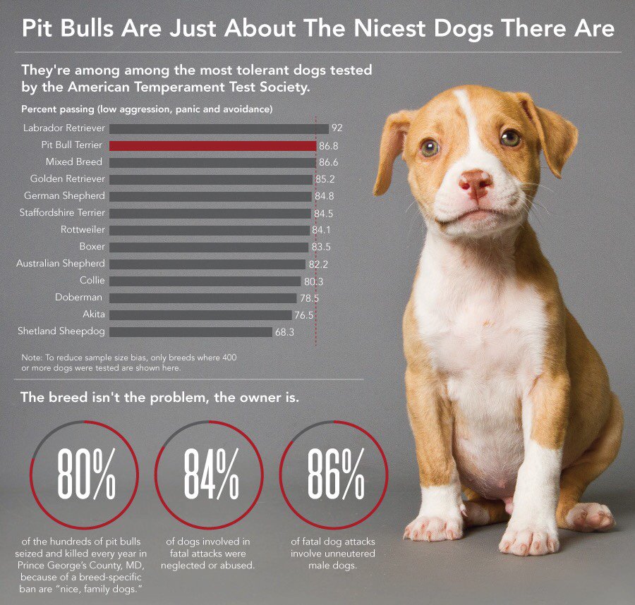 doralindo7's tweet photo. Pitbull statistics. #NotABully https://t.co/XvSJwl9JtH