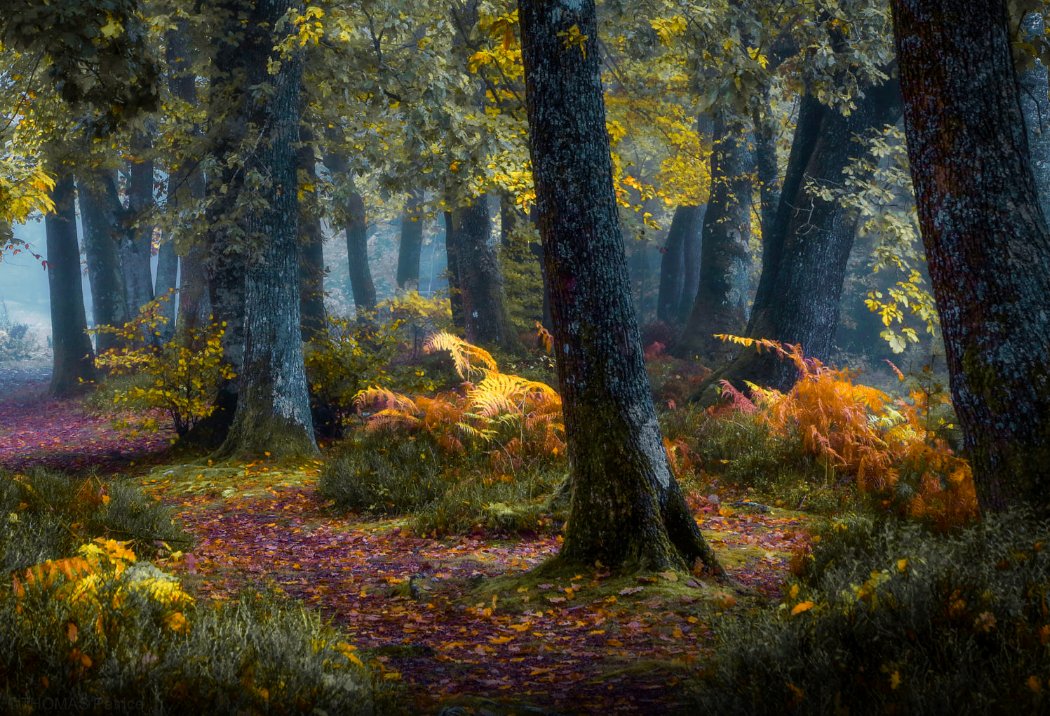 Good Morning! "Le sous-bois" by Patrice Thomas. #landscape #forest #park #nature #color #trees #leaves #mist #dawn #flora #hike
