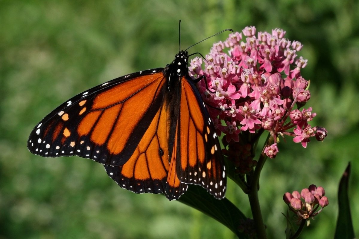 BackInTheYard's tweet photo. A male monarch butterfly on a swamp milkweed (Asclepias incarnata) in the prairie garden. #butterflies #nativeplants #nature #photography https://t.co/VIor3y5dB6