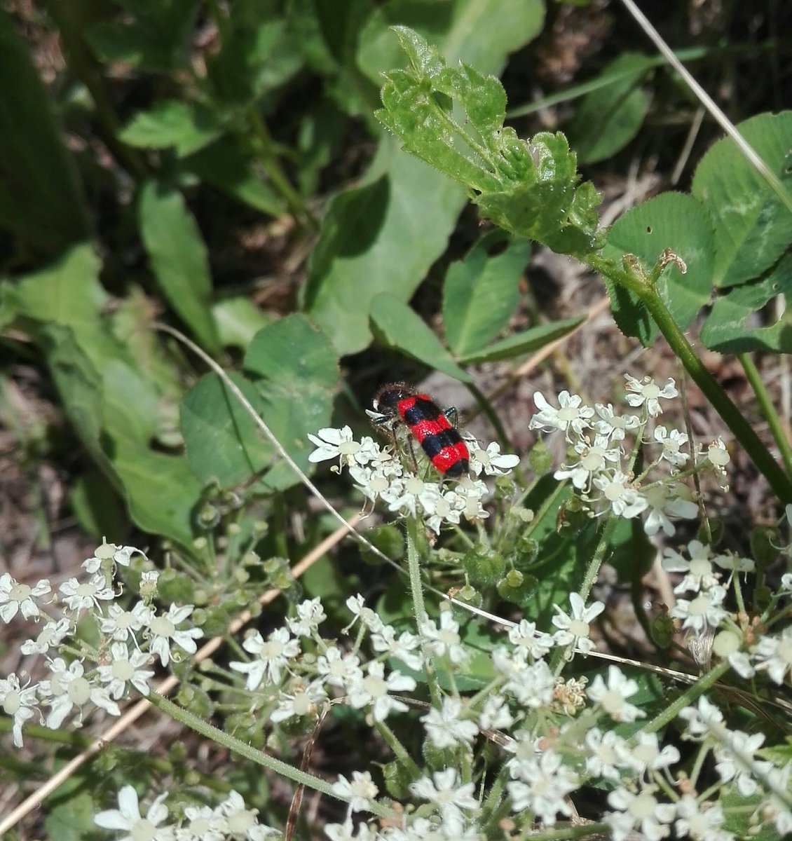 SamuelMarent's tweet photo. #Trichodes apiarius
At the larval stage, these #beetles are #parasites of #bees https://t.co/aiZ2Rs0ufQ