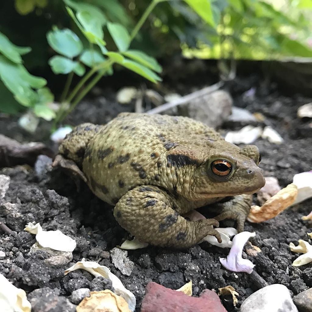 CotswoldAllotmenteer tweet media