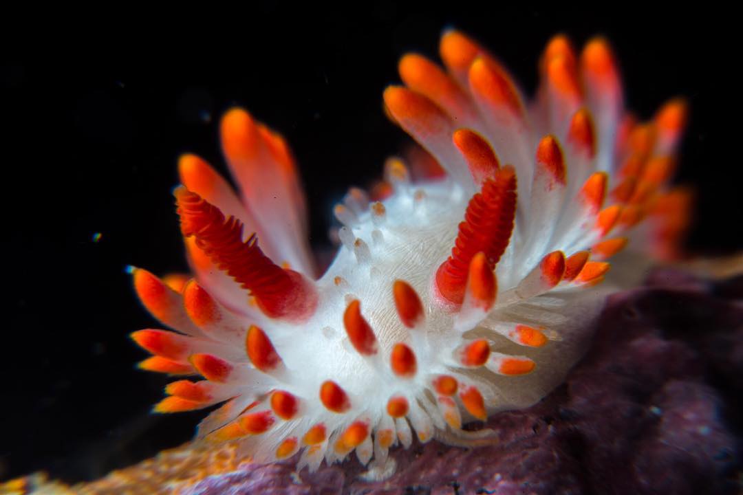 MontereyAq's tweet photo. A Cockerell's dorid is colored by its victims—testament to its taste test of orange bryozoans! #NudibranchWeek 📷 by Joe Platko—IG @hiimjoe88 https://t.co/Ubp5at3Hnl