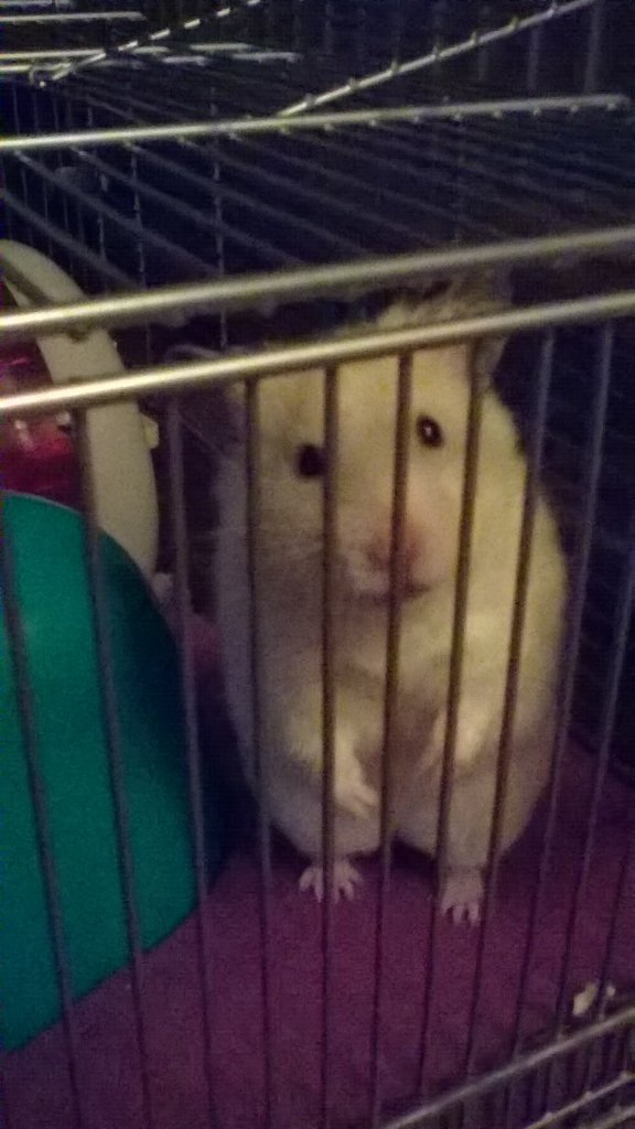 hannah15mini's tweet photo. @PetsatHome #VIPAug2017 Ah I would so π Snowy to #Win he is now 1 ! Happy Birthday Snowy Xx We love you very much π https://t.co/PymIsexZvg