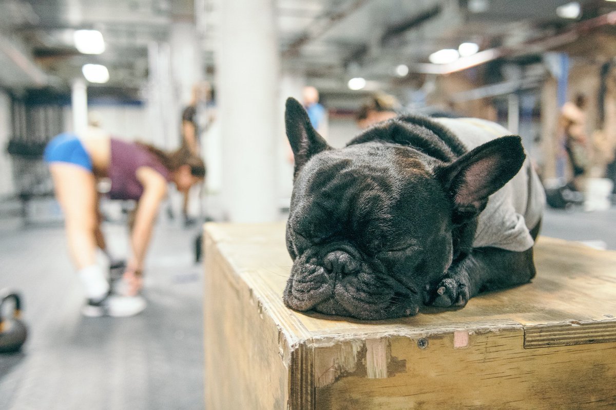 CrossFit's tweet photo. Rest Day with Sir Russell of @CrossFitUnionSq https://t.co/1qhDy3gA2w