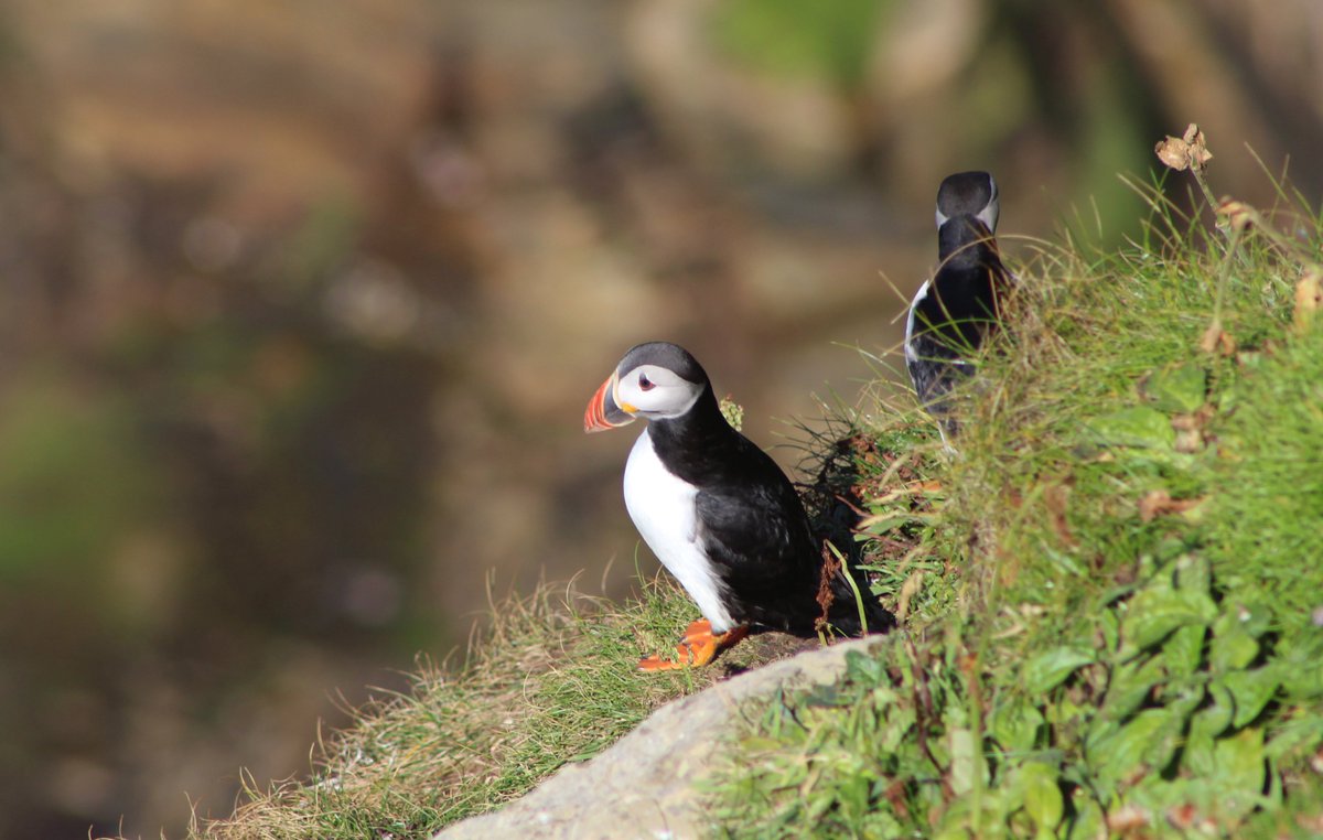 Puffins at Dunnet Head this afternoon on the <a href="/NorthCoast500/">North Coast 500</a> in Caithness. <a href="/RSPBNorthScot/">RSPB North Scotland</a>