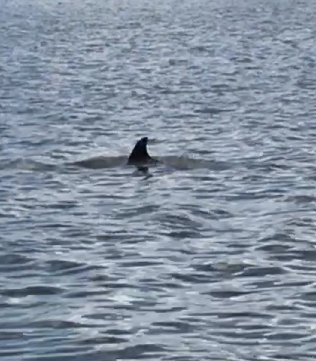 bgcombat's tweet image. I love having visitors at my dock. #dolphin #watervibes #goodvibes