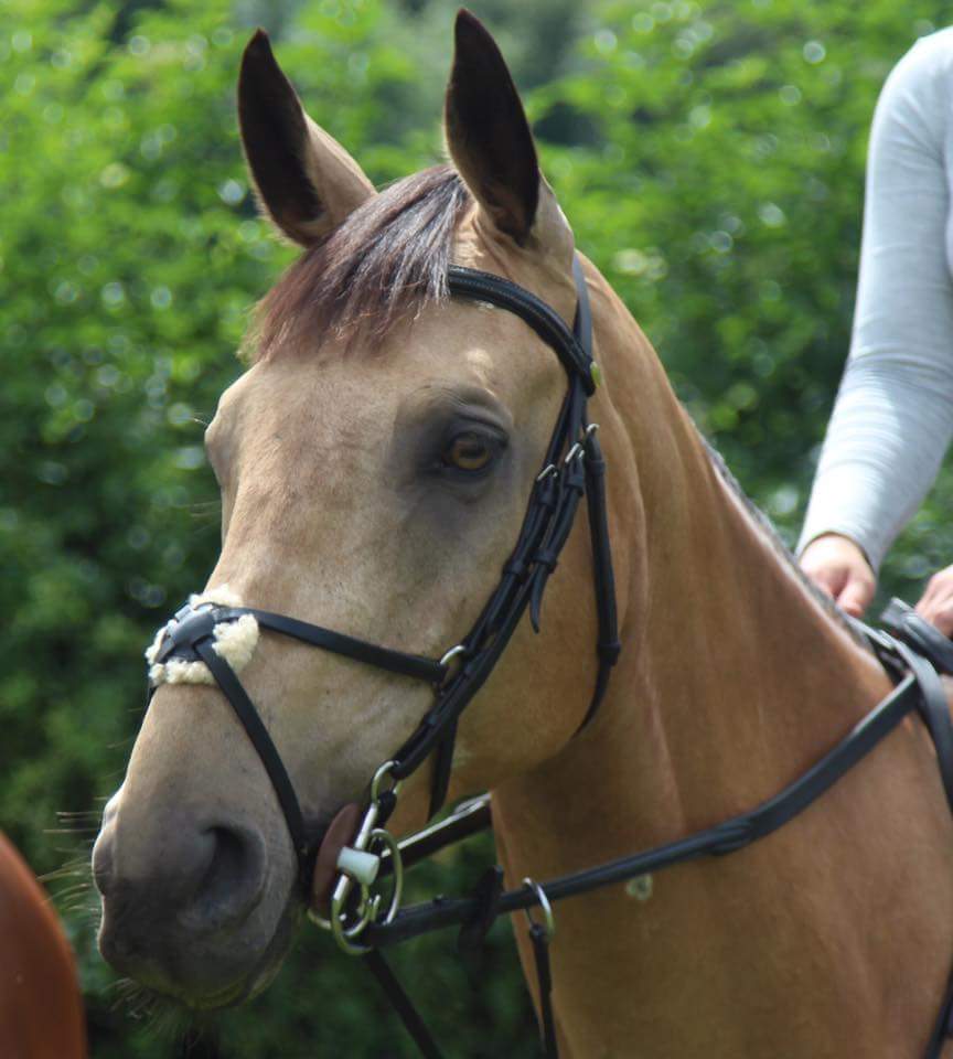 Altommar's tweet photo. After a few busy weeks for me (mini break for Doug!) We're back with a fun ride today... someone looks pleased #equinehour #SundayFunday  ☀ https://t.co/1grWlzH8ix