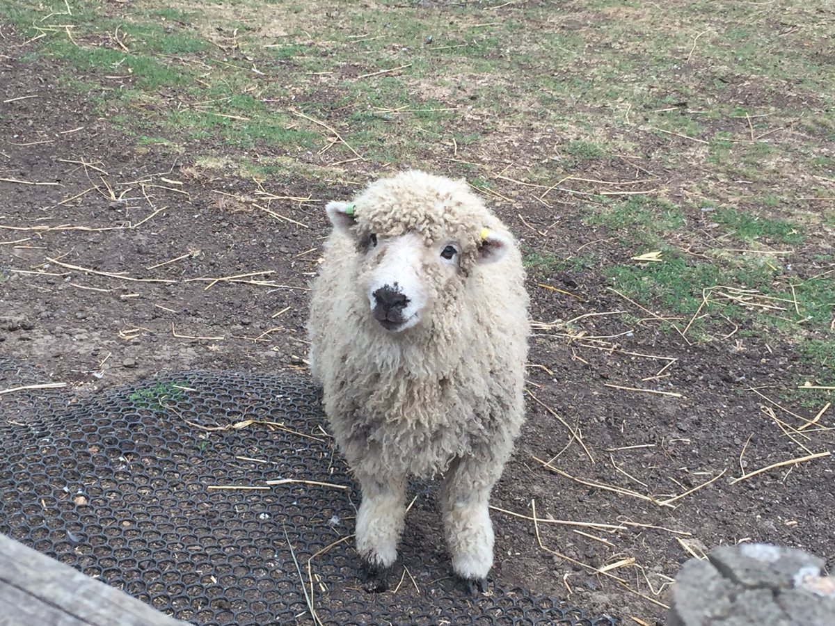 katieandersonuk's tweet photo. Three beautiful Greyfaced Dartmoor ewe lambs are on their way to us very soon 😁👍🏻👌🏻 #addictedtosheep #whenwillistop #fillthefields #sheep365 https://t.co/AV9q7k4YRy