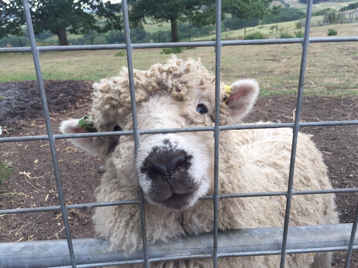 katieandersonuk's tweet photo. Three beautiful Greyfaced Dartmoor ewe lambs are on their way to us very soon 😁👍🏻👌🏻 #addictedtosheep #whenwillistop #fillthefields #sheep365 https://t.co/AV9q7k4YRy