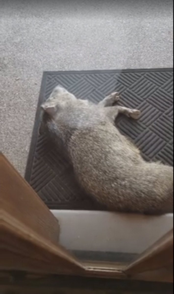 CheyenneBoyd's tweet photo. So hot in Arizona that a cute little Javelina tried to find shade at our front door.. @AZ_Problems https://t.co/SeiM2XVwEL