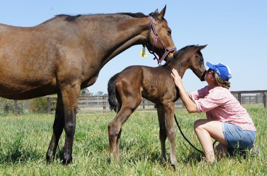 WingrovePark's tweet photo. Who is this little fella?

Yep, it's our colt Royal Symphony with mum just eight hours old! https://t.co/nPgGaZnK02