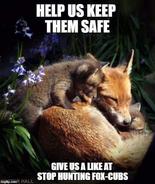 Ban Trophy Hunting Fox Cub Hunting Illegal Immoral Disgusting Yet Hunters Do It For Sport Rt If You Want The Law Enforced T Co Q5tye1hjbt Twitter