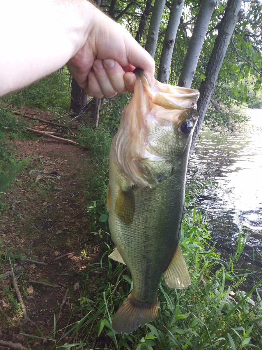 themocoangler's tweet image. Caught the biggest bass of my life yesterday #themocoangler #monsterbass #bass #bassfishing #lunker #fishing #sportfishing