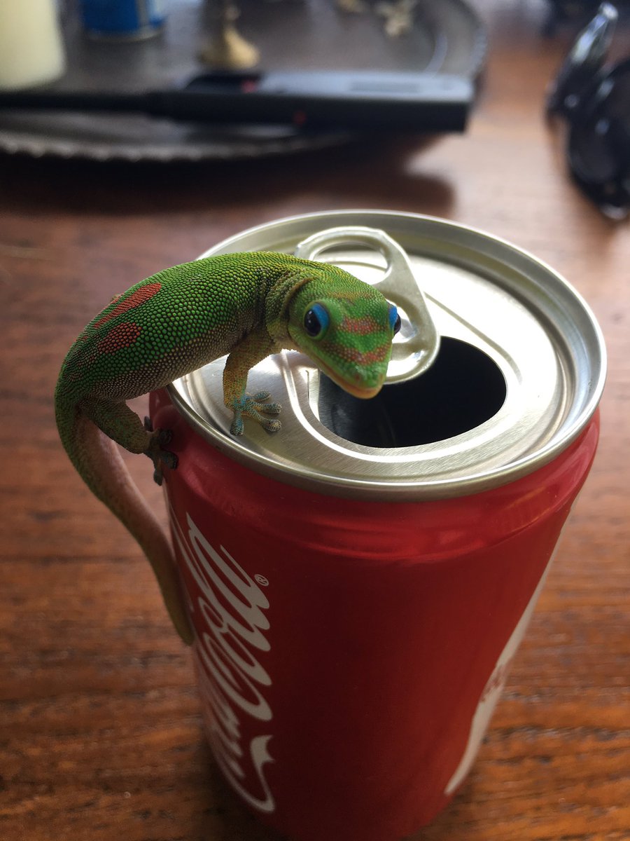 nick_dare's tweet photo. @CocaCola  Turns out even geckos love Coca Cola! https://t.co/9N0Gda8Mkm