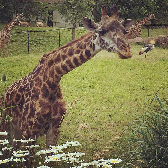 KayMDavid's tweet image. Who You Looking At???