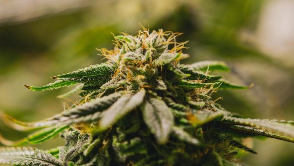 CannabisNow's tweet photo. #Strain: Gorilla Glue 4 #CannabisNow https://t.co/0kuKeluUkR