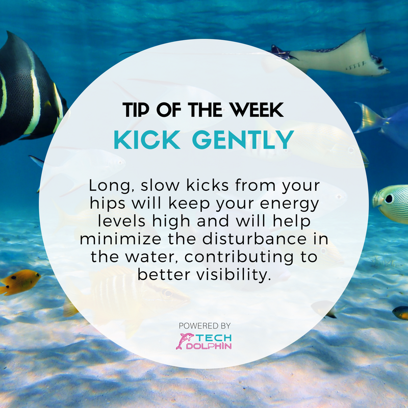 TechDolphinUS's tweet photo. Snorkeling Tip of the Week - Kick Gently ๐
#snorkeling #snorkel #techdolphin #snorkelingtips
More of these on https://t.co/fBg81pwFPZ https://t.co/WSiSwCeTEH