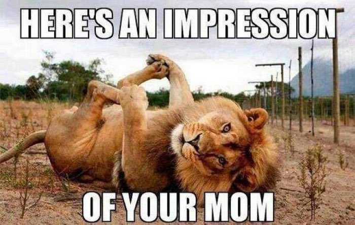 jleothangs's tweet photo. this is a #lionlook that has me goin "what in the h*ck" https://t.co/HZk2uDgPR2