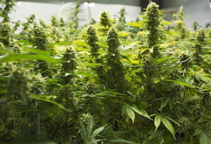 ConnecticutHemp's tweet photo. #Sundaynight 
@HempLifeGlobal https://t.co/5LErWxuMuz
