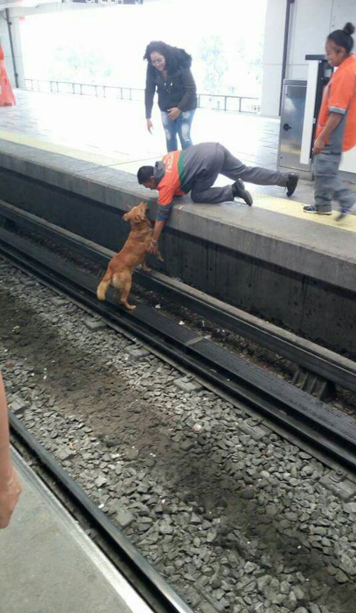 mtz_tt's tweet photo. Que infelices la linea 9 del metro estación #Pantitlan al negarse a quitar la electricidad para salvar la vida de este perrito y matarlo !! https://t.co/7CKWVmc8aK