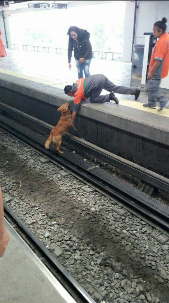 mtz_tt's tweet photo. Que infelices la linea 9 del metro estación #Pantitlan al negarse a quitar la electricidad para salvar la vida de este perrito y matarlo !! https://t.co/7CKWVmc8aK