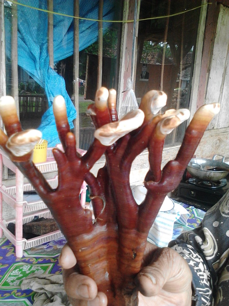 muttamarzaky's tweet photo. Penomena Alam jamur berbentuk tanduk rusa#barang langka#penomena Alam https://t.co/XCwO02di3a