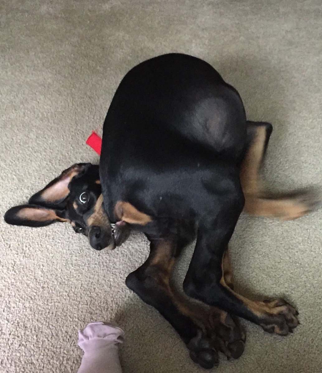 FoleysFolly's tweet photo. That moment when your human is in bed and you want attention. https://t.co/jBTFw01Rkh