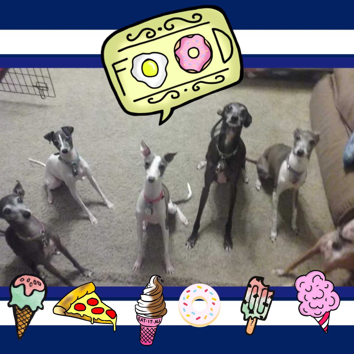 When someone at the #office says they brought donuts #italiangreyhound #rescuedogs #ilovefood