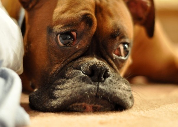 BoxerBond's tweet photo. When someone tells you tomorrow is #Monday...☹️ #boxerbond #boxerdog #boxerlove #dogsoftwitter #boxerdogs #boxersofinstagram #boxersonly https://t.co/pvAk2tsjQy