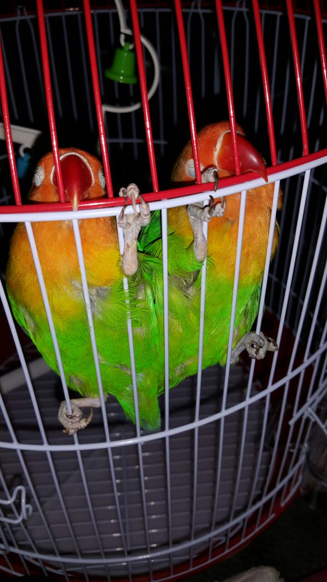 SallyOdeh2's tweet photo. Say hi to my new sleepy baby parrots❤❤
Name suggestions?😍 https://t.co/xCaavWtsmH