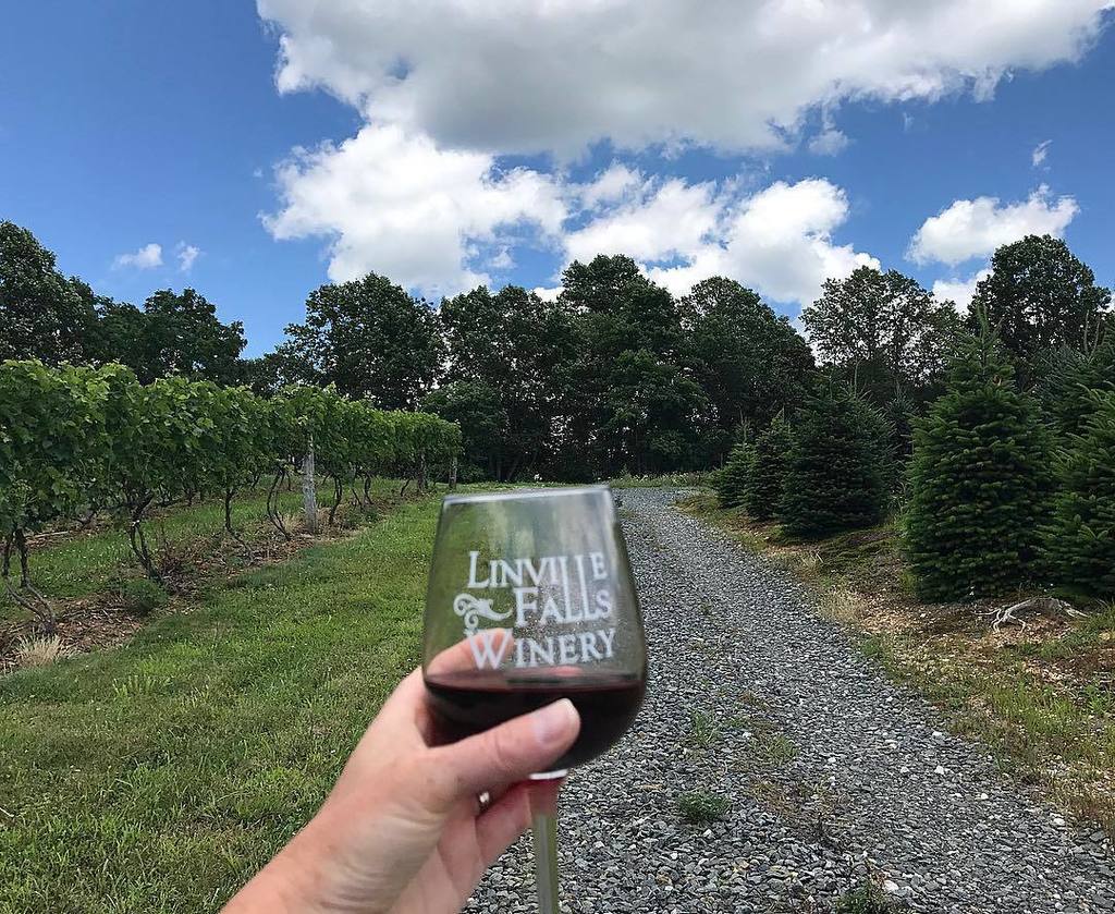 GoTimeNC's tweet photo. Best short hike ever! Christmas tree farm on right, winery on left, wine in hand.
#linvillefallswinery #NCMountai… https://t.co/sOrV4ONjIS https://t.co/W7z1aH7rD8