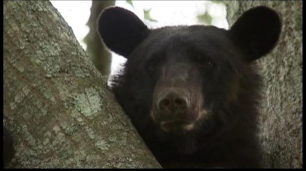 ABC11_WTVD's tweet photo. Colorado teen fights off black bear after waking up to it "crunching" on his head. https://t.co/4DMv4qPzwI #blackbearattack https://t.co/7H2EuxJoRI