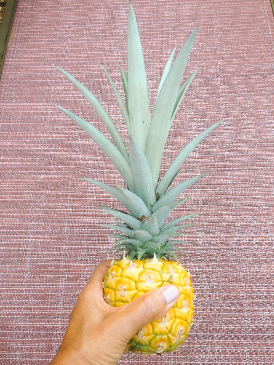 LisaGangadeen's tweet photo. #Pineapple #2 from the backyard of the #HollywoodCottage! #LittleThings #SweetInside #StandTall #gardening #ILoveHollywood #HollywoodFL https://t.co/DLUatZQOPx