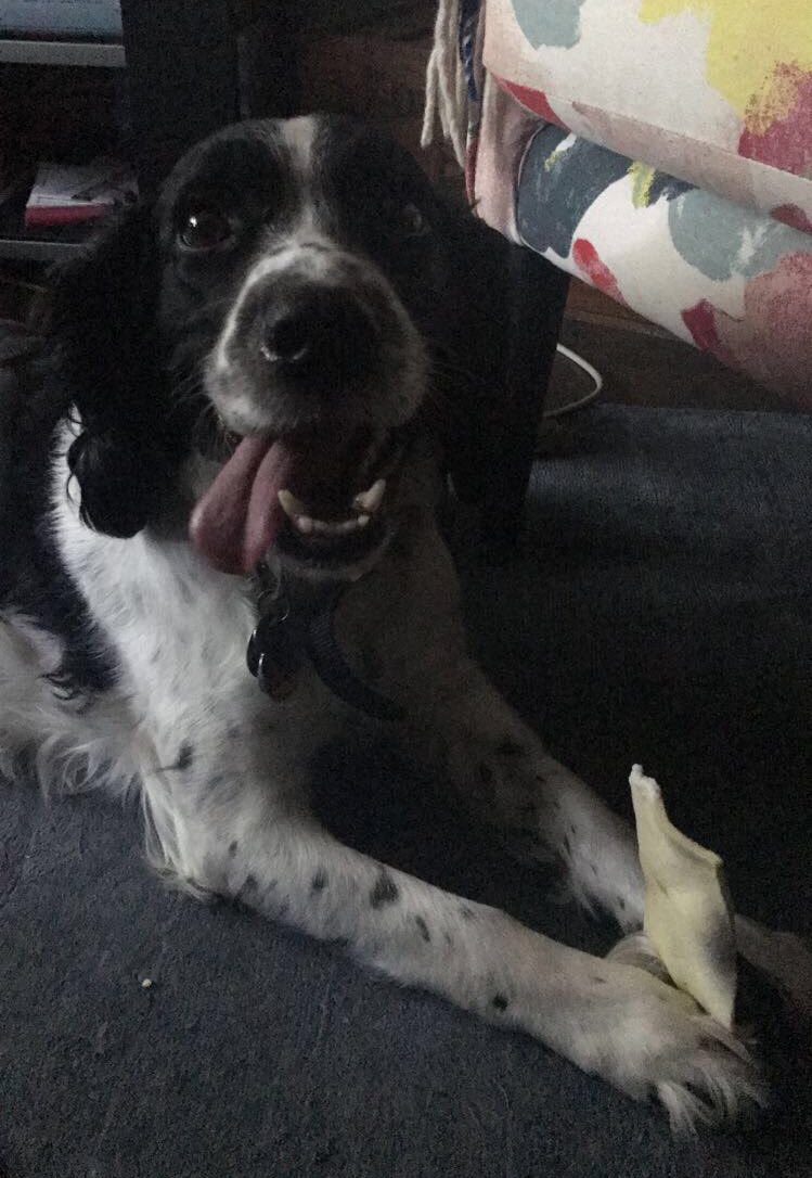 SidneySpaniel's tweet photo. How I feel about tomorrow being Monday: 

#YourDailySid #dogslife #SundayScaries https://t.co/hCjjdp7xV8