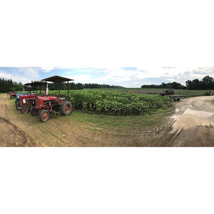 HowieDudat's tweet photo. #latergram #longislandgrown #rottkampbrosfarm 🥕🌽🥒🥔🍑 https://t.co/RpMyYylNvj https://t.co/ETI0argt2c