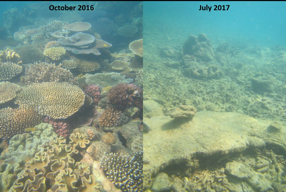 tessitahill's tweet photo. Before and after cyclone Debbie at Mackerel Bay, Whitsundays. #ThanksDebbie #TCDebbie #GreatBarrierReef #devastated #getwellsoon https://t.co/KeDOTC8h2V