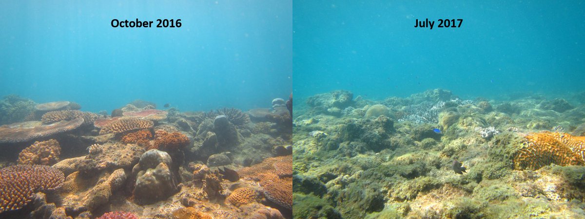 tessitahill's tweet photo. Before and after cyclone Debbie at Mackerel Bay, Whitsundays. #ThanksDebbie #TCDebbie #GreatBarrierReef #devastated #getwellsoon https://t.co/KeDOTC8h2V