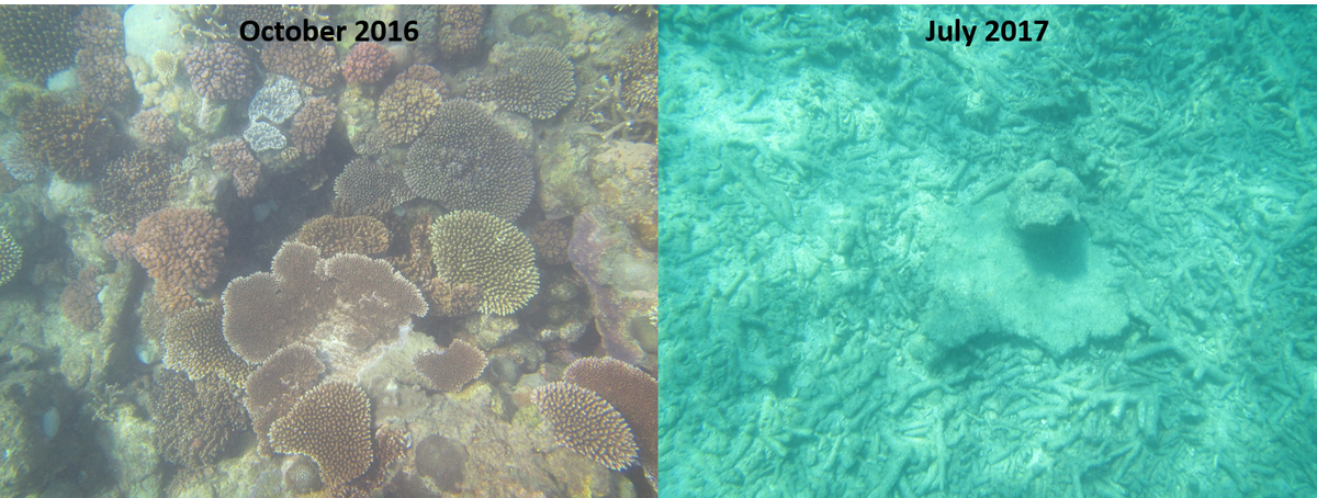Before and after cyclone Debbie at Mackerel Bay, Whitsundays. #ThanksDebbie #TCDebbie #GreatBarrierReef #devastated #getwellsoon