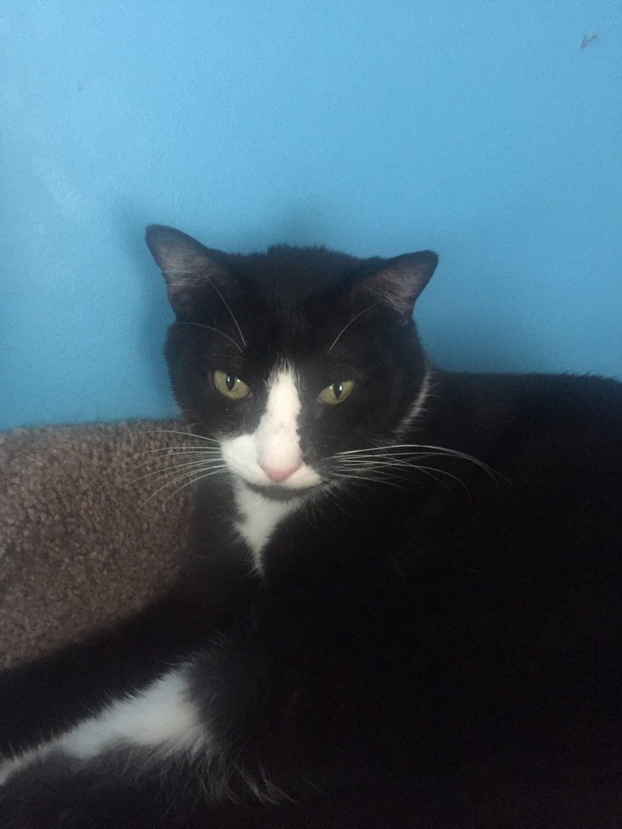 23funshine's tweet photo. #pattonjackson #tuxedocats #kittyassistant https://t.co/ux87N3iwVc