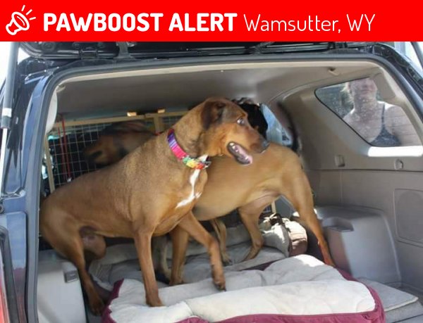 PawBoost's tweet photo. Please RT! Have you seen Ivy And Penny? #missing #lost #pet in #Wamsutter #WY 82336 https://t.co/j9CpgWnrVC https://t.co/eJww4O5v8T