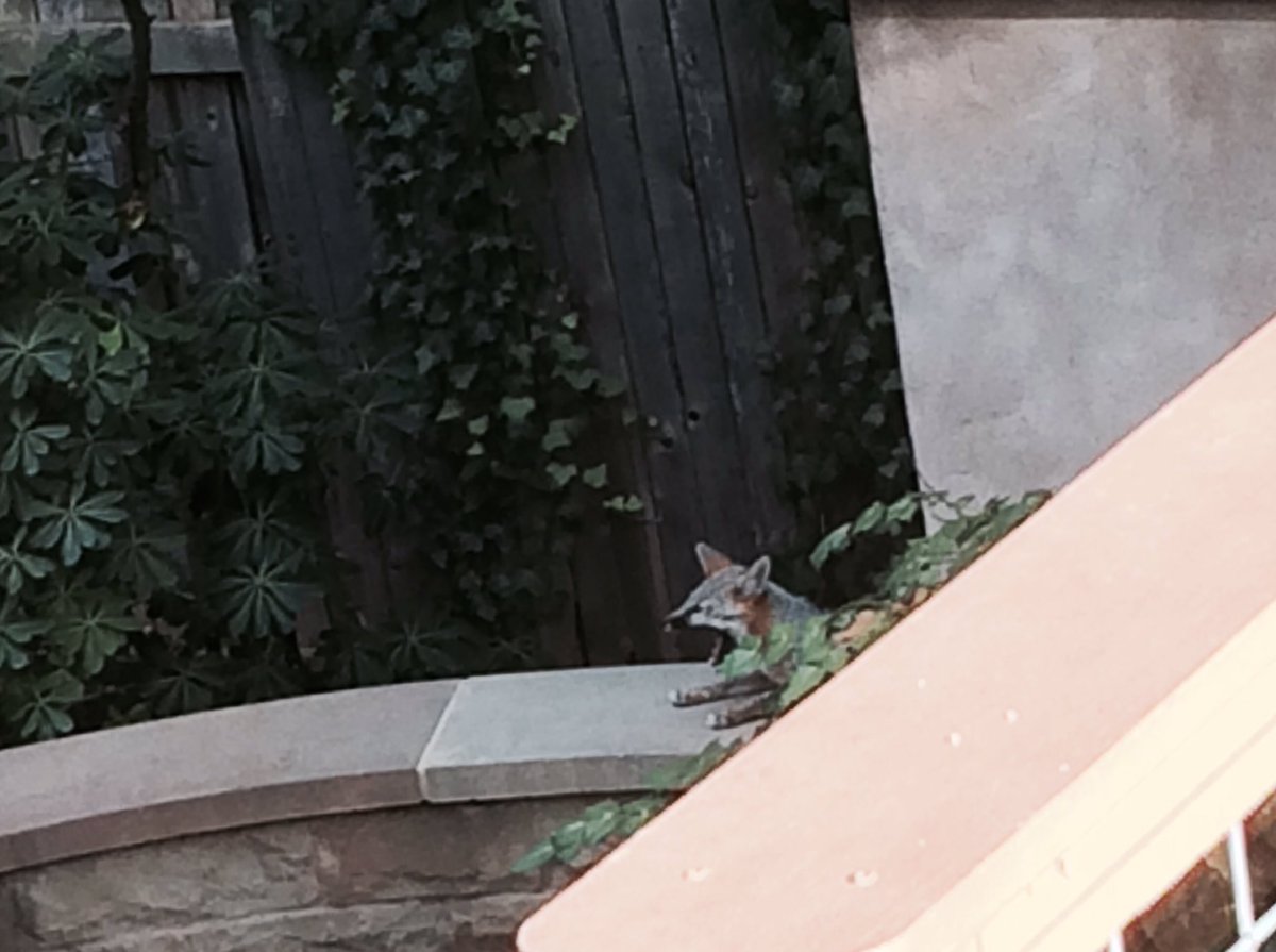 Amy Calistri On Twitter My Backyard The Fix Kit Is Getting