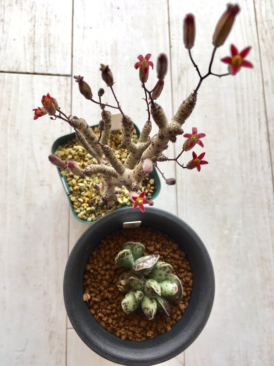 A 昨日のサボテン 多肉植物即売会行ってまいりました 暑くて実況する余裕がなかった 画像は購入したチレコドンのハリーとアドロミスクスのクーペリー